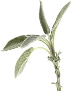 Salvia Salvia
