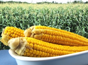 Majsrecept Majsrecept