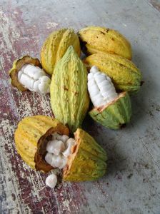 Kakaofrukt