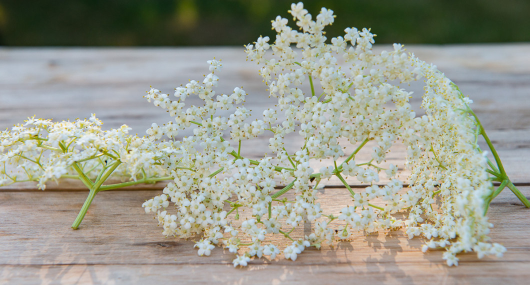 Fläderblommor till saft. Se till att välj sorten med platta klasar. 