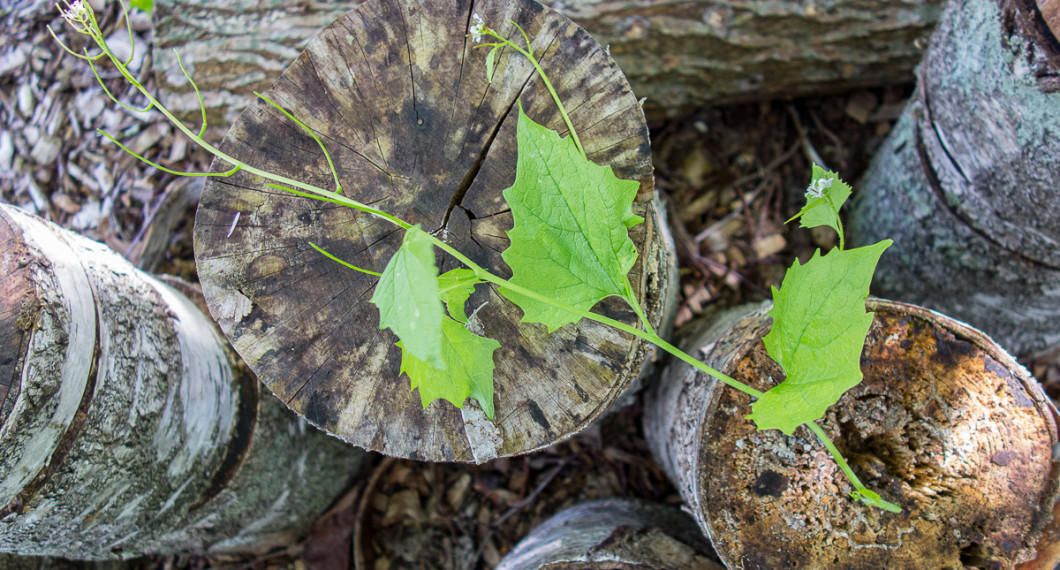 Bladen från löktrav har en mild beska med toner av lök och vitlök. 