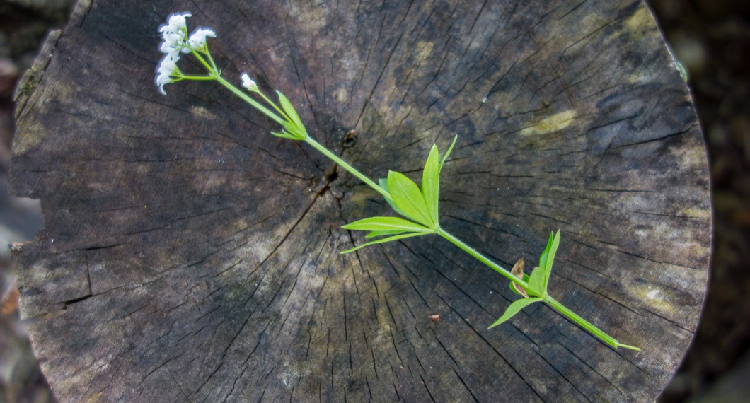 Plocka topparna med blommor, stjälk och späda blad. 