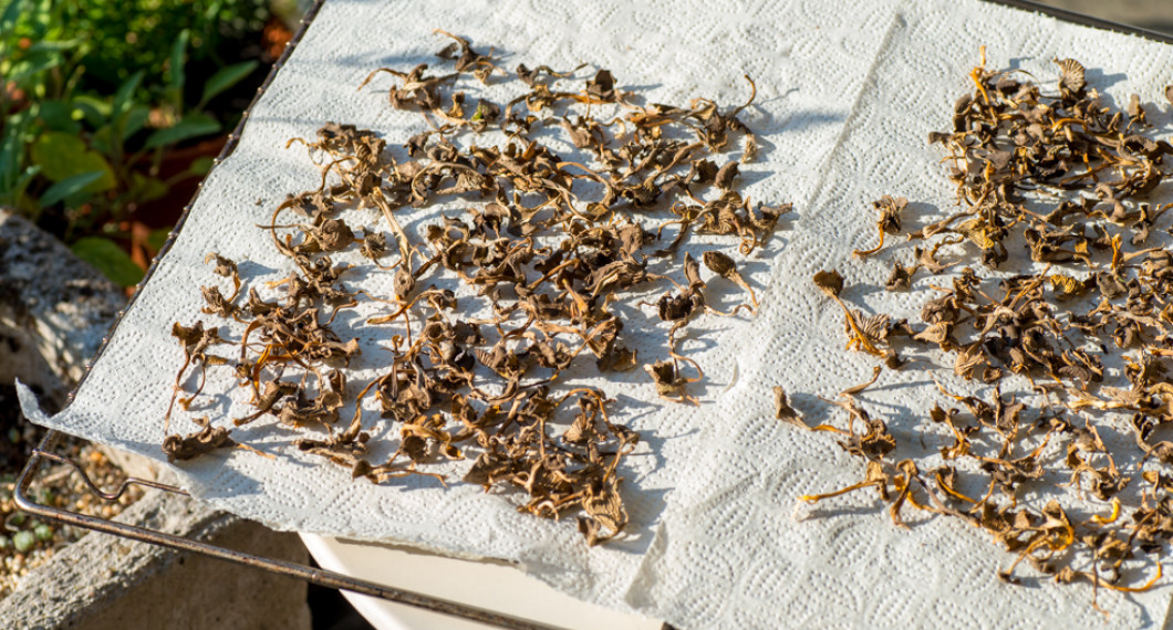 Lägg svampen ituriven eller skivad i små bitar på hushållspapper på ugnsgaller eller liknande. 