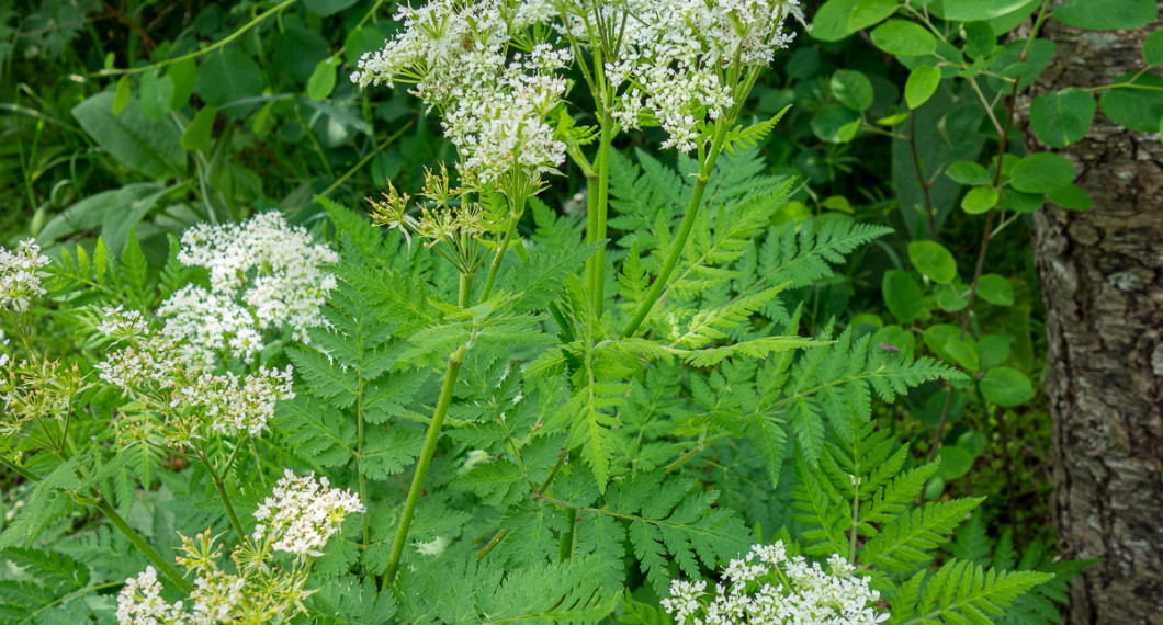 Bladen och blommor från spansk körvel ger smak likt anis och krispighet. 