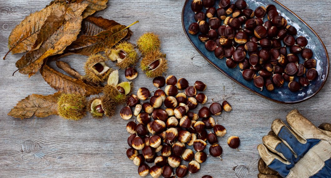 Ätbar kastanj finns att plocka eller köpa. Du ska ej ta hästkastanj som är giftiga. 