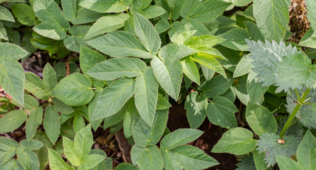 Kirskål passar utmärkt i wok. 