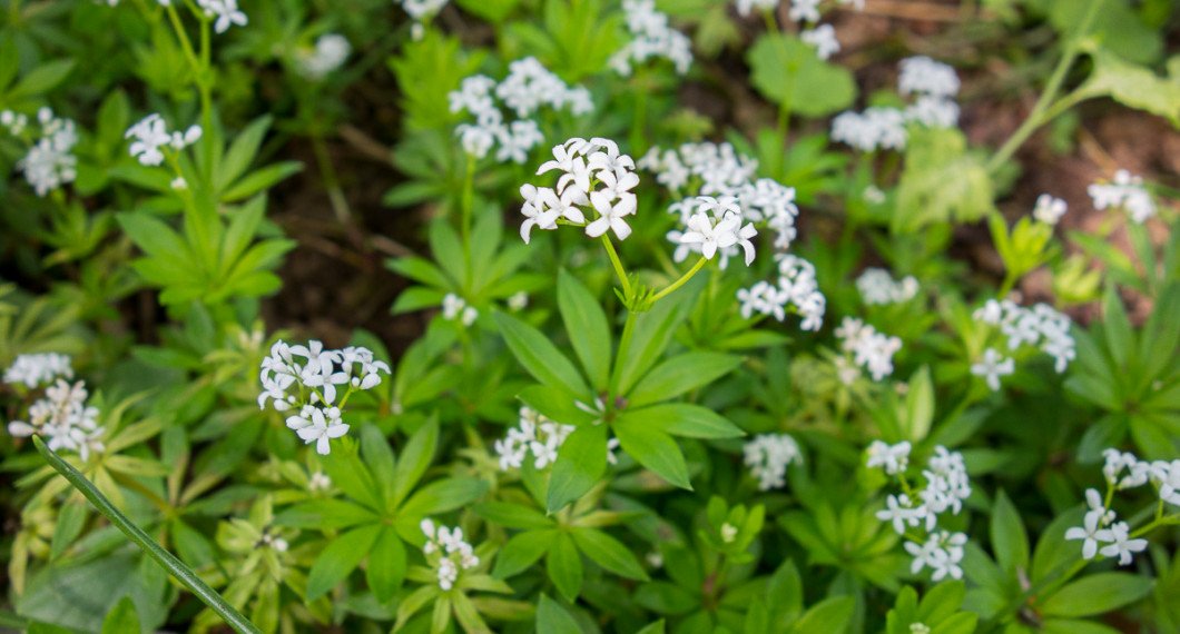 Ett bestånd myskmadra med vita blommor. 