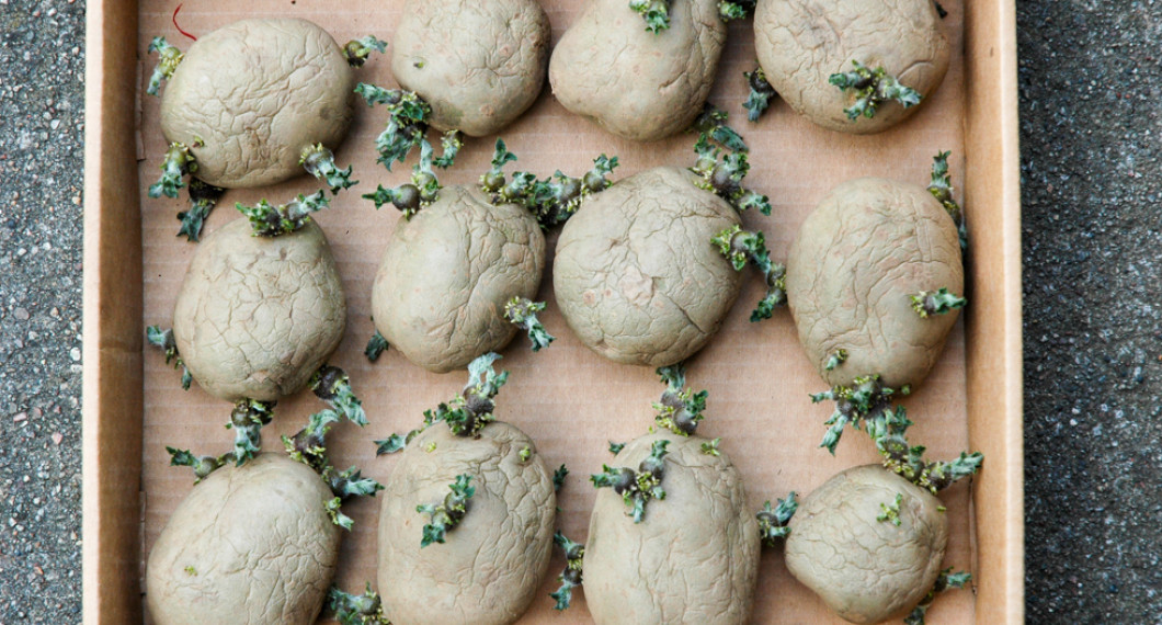 Potatisarna har groddar och är redo att sättas i jorden. 