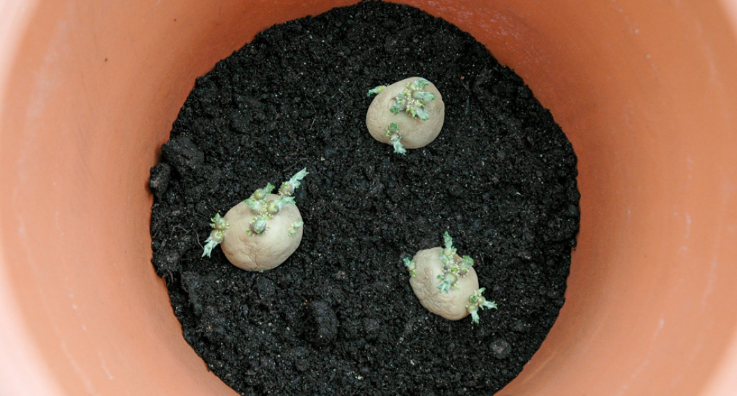 Placera 2-3 sättpotatisar med groddar i krukor med någon dm planteringsjord och täck med någon dm jord.  