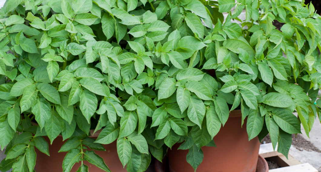 När krukan är full av jord så kan du låta potatisbladen växa högt och då kan det behövas vattnas lite mer men se till att vattnet rinner genom annars kan potatisen ruttna. 