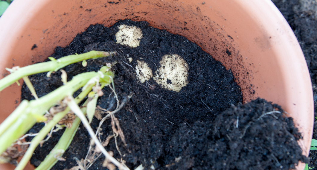 När potatisen växt ett tag så kan du skörda efterhand som du är sugen på potatis. Potatisen håller sig under tiden i jorden flera veckor även om bladen vissnar.  