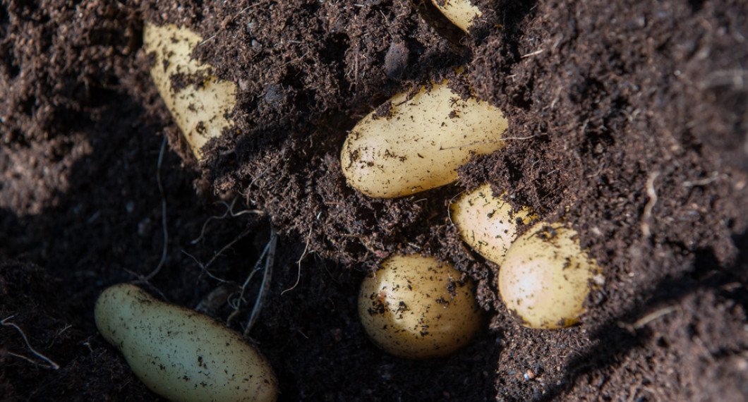 Goda potäter redo att koka med skal eller att ugnsbaka i klyftor eller i skivor. 