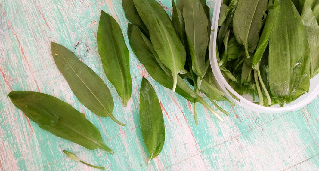 Ramslöksblad. Förväxla ej med Liljekonvalj som är giftigt. 
