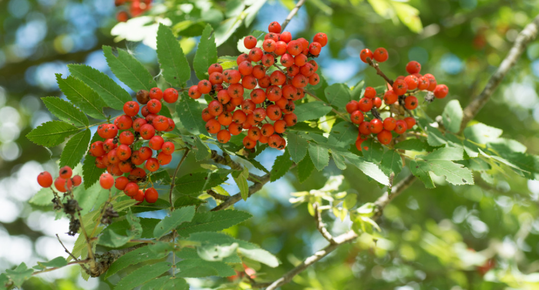 Fina röda rönnbär blir jättegod gelé
