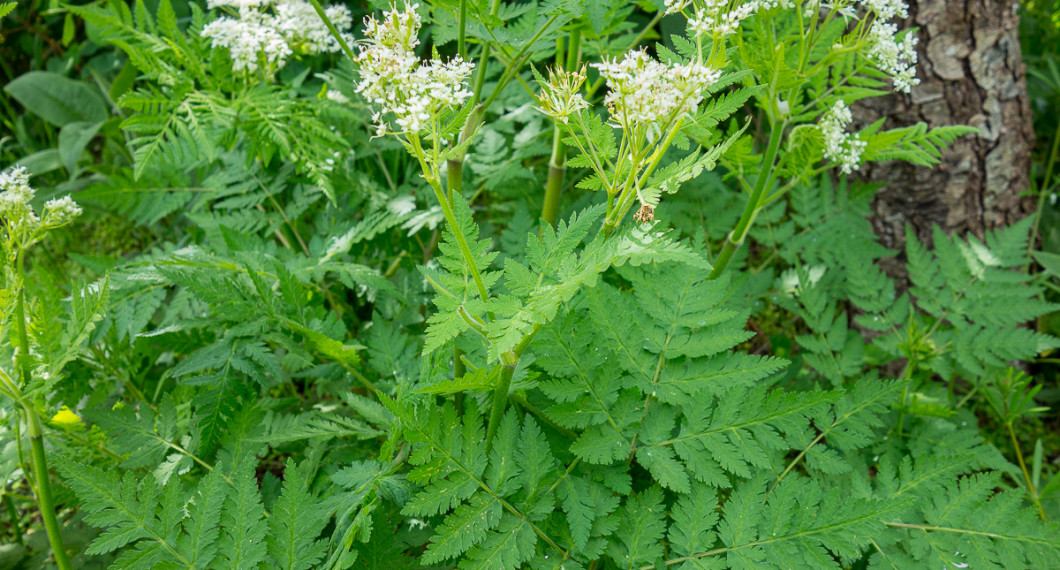 Ett bestånd spansk körvel. 