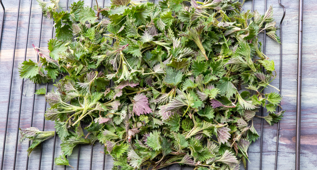 Nässelbladen torkas på ett galler med en kökshandduk under