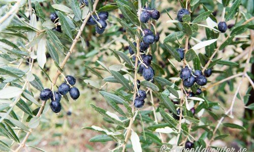 Recept med oliver