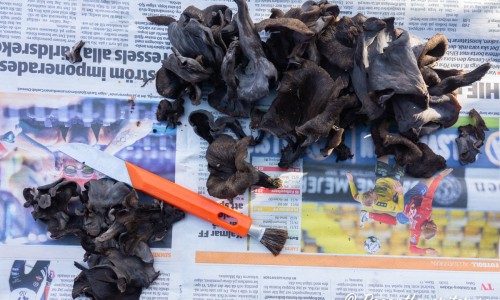 Svarta trumpetsvampar som rensas på tidning. 