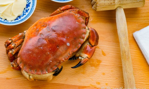 Krabbcocktailen kan du laga med hel kokt krabba 