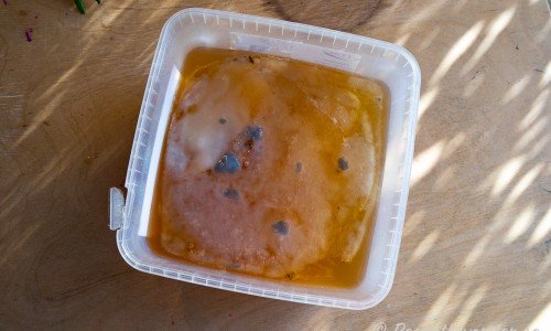 Kombucha-svamp i burk