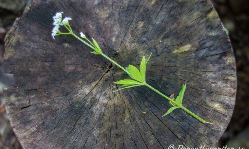 På myskmadran kan du använda späda stjälkar, blad och blommor. 