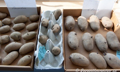 Tre olika sorters potatis lagda för att grodda. Köp helst sättpotatisar om du ej har koll på potatisodling.