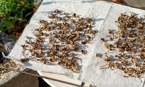Lägg svampen ituriven eller skivad i små bitar på hushållspapper på ugnsgaller eller liknande. 